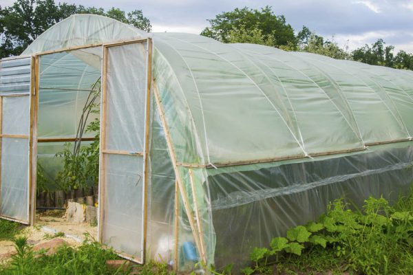 Покрыл пленкой «светлицей» теплицу и стал огурцовым магнатом