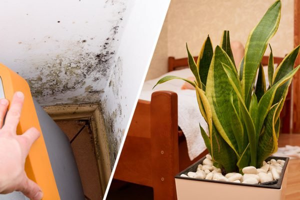 Комнатные растения, «пожирающие» плесень, грибки и конденсат в квартире