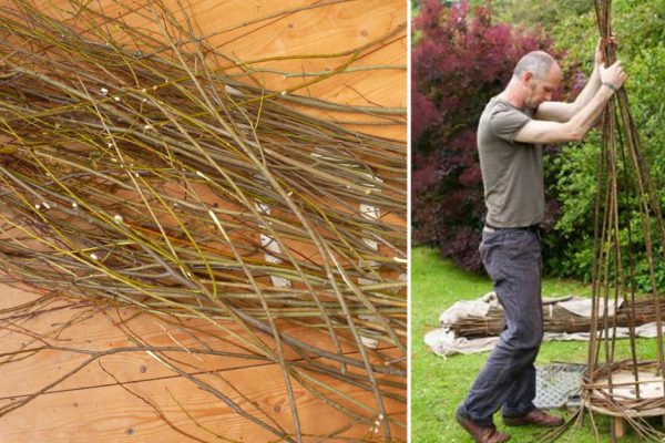 Зачем укоренять вербу на даче