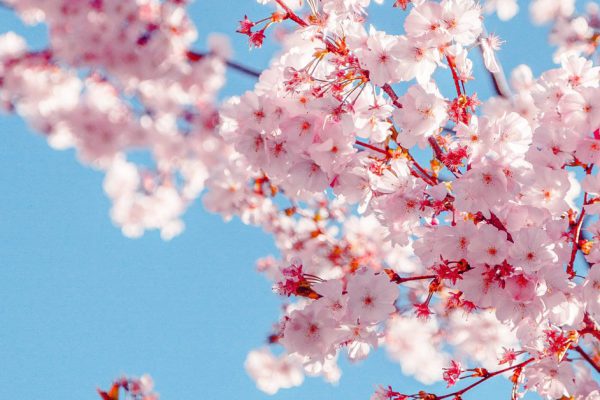 Не плодовые деревья, а наказание господне, зарекся их сажать раз и навсегда