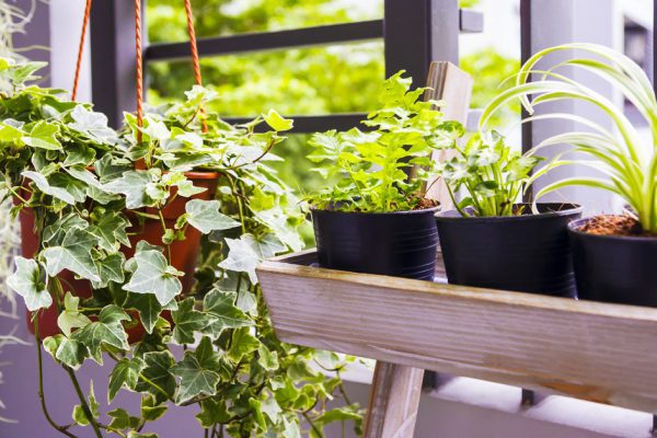 Не могли вывести плесень 5 лет, на окнах появлялся конденсат, неожиданно помогло обычное комнатное растение