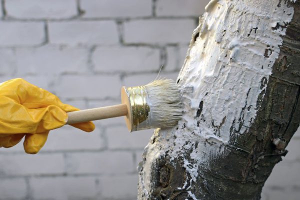 Товарищи садоводы, неправильно вы деревья белите, объясняю главный принцип