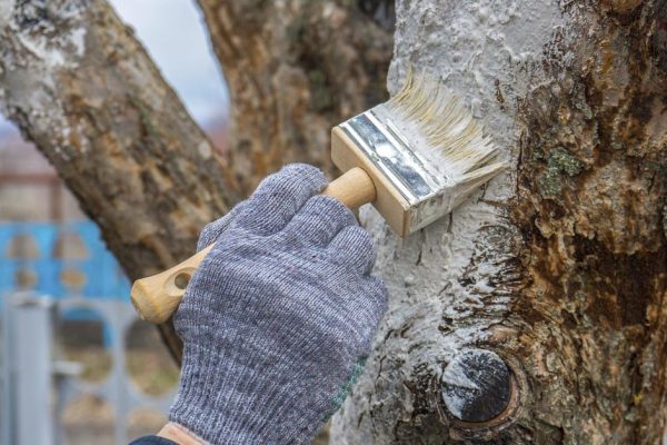 Сколько раз и когда белить деревья, чтобы весной быть довольным собой и соседями по даче