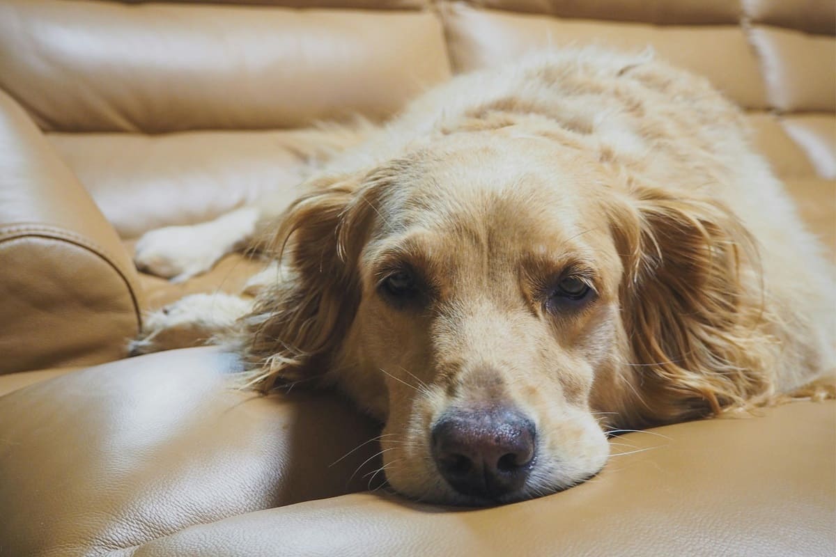 нежданные и незваные гости