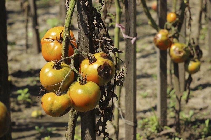 Почему помидоры иногда чернеют Советы,Болезни,Огород,Помидоры,Профилактика,Сад,Томаты