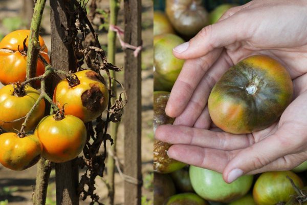 Почему помидоры иногда чернеют