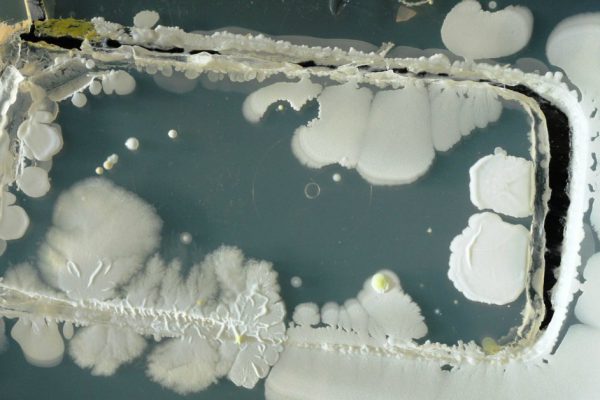 Шокирующая правда о том, сколько микробов накапливает мобильный телефон!