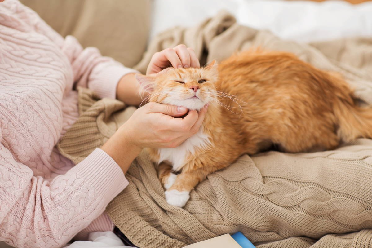 Ученые провели исследования и выяснили, как правильно гладить кошек, чтобы им это нравилось