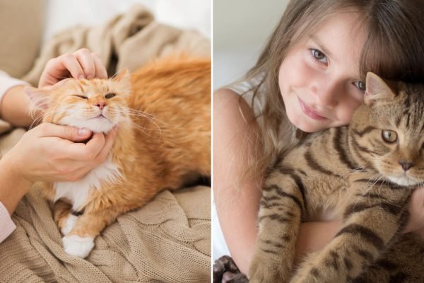Ученые провели исследования и выяснили, как правильно гладить кошек, чтобы им это нравилось