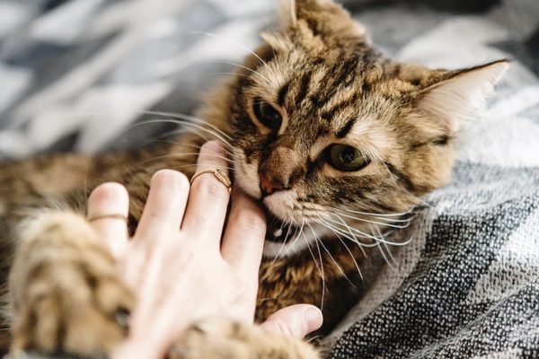 Для чего коты кусают руки хозяина, которые его кормят