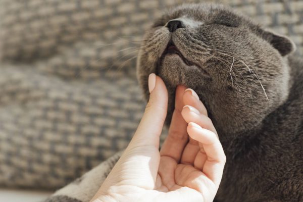 Почему коты мурчат, все истинные причины