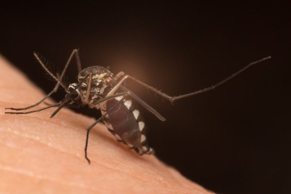 Mosquito eating blood. Mosquito-born disease types. Mosquito that bite and feed on blood.