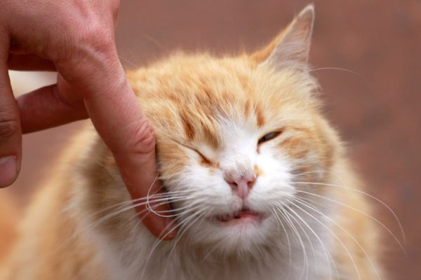 О чём говорит отношение к котам