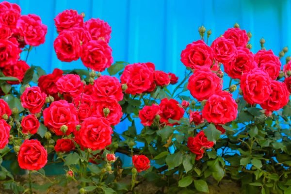 Дочка приехала к отцу и увидела у него дома чужую женщину, которая утверждала, что просто присматривает за розами