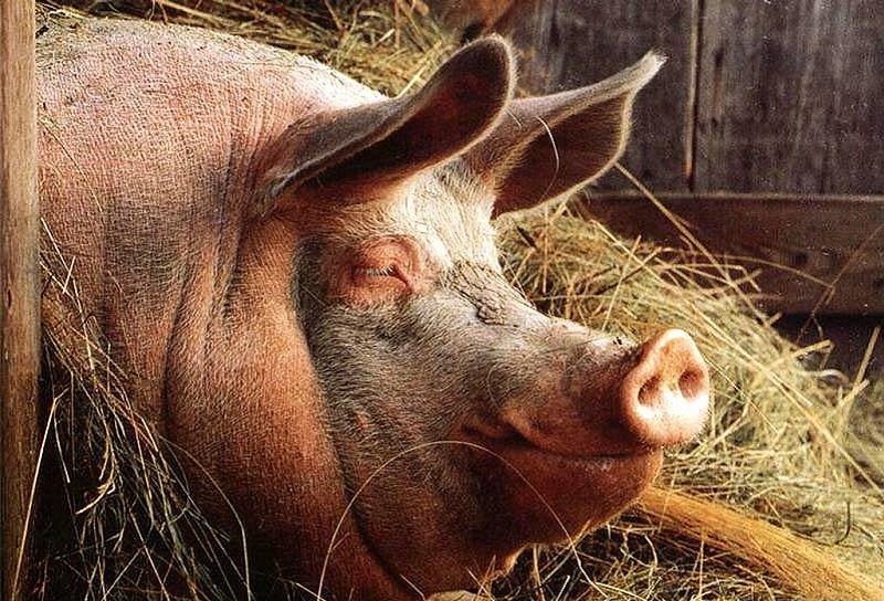 почему мусульмане не едят свинину