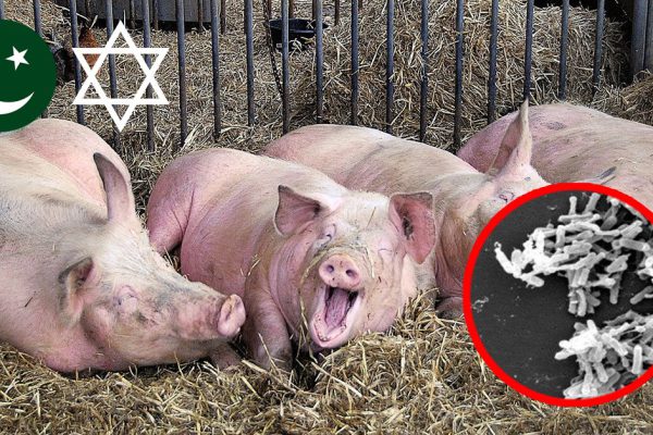Вот почему мусульмане и евреи не едят свинину! Я всегда думала по-другому.