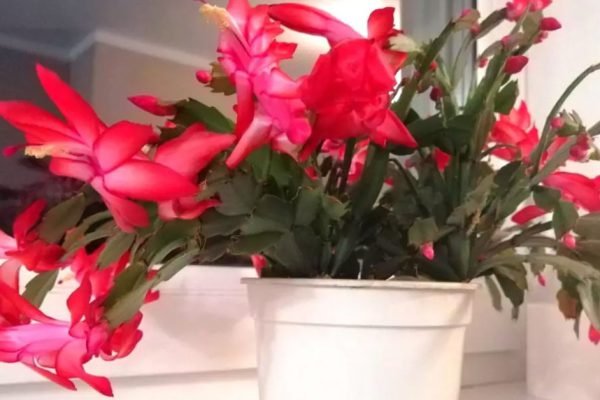 Декабрист вместо буйного цветения начал чахнуть и осыпаться, в срочном порядке делаю подкормку