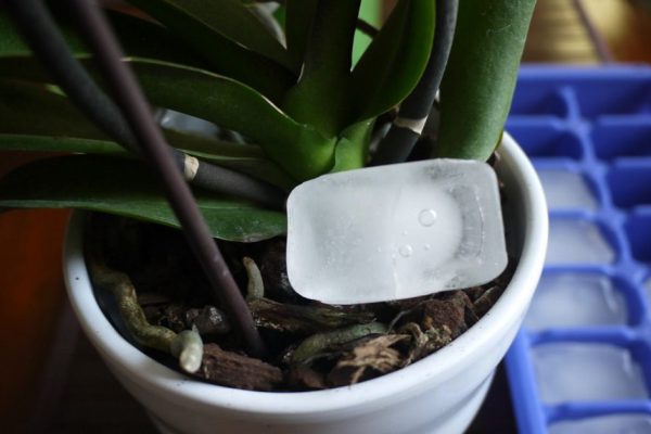 Зачем помещать в горшок с орхидеей кусочек льда