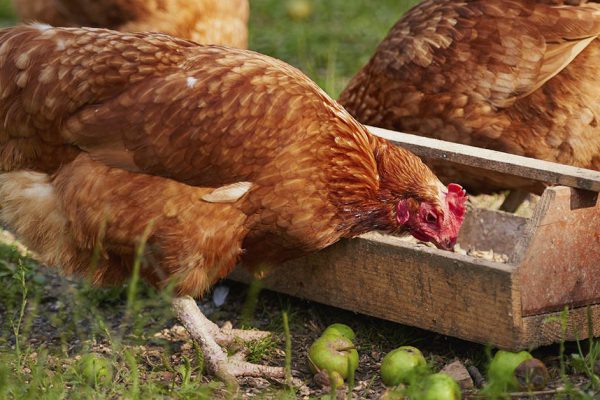 Что делать, если яйценоскость домашних кур снизилась, и как улучшить жизнь любимых несушек