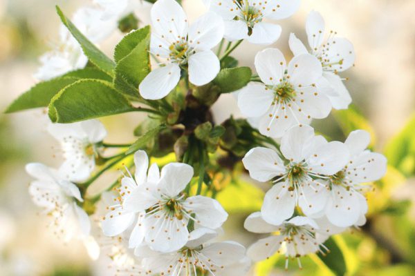 Вишня стояла вся в цвету, а ягоды не завязались, в чём причина скудного урожая
