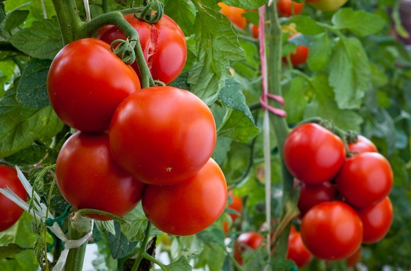 Почему нельзя есть сырые помидоры на ночь: причины и последствия