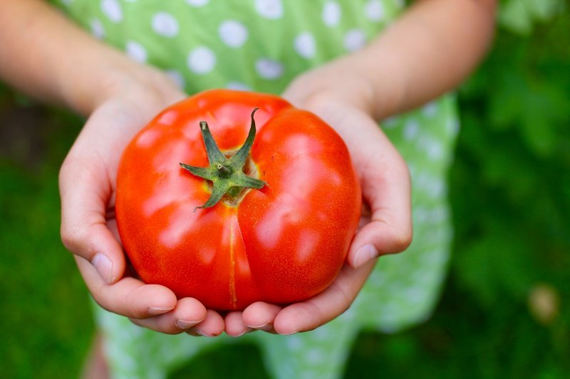 dlaczego nie możesz jeść pomidorów z chorobą nerek