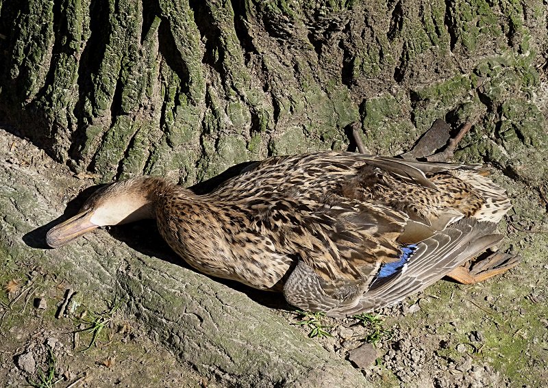 мертвая утка