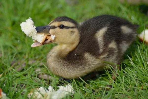 Почему нельзя кормить уточек хлебом. Не разрешай своим детям этого делать!