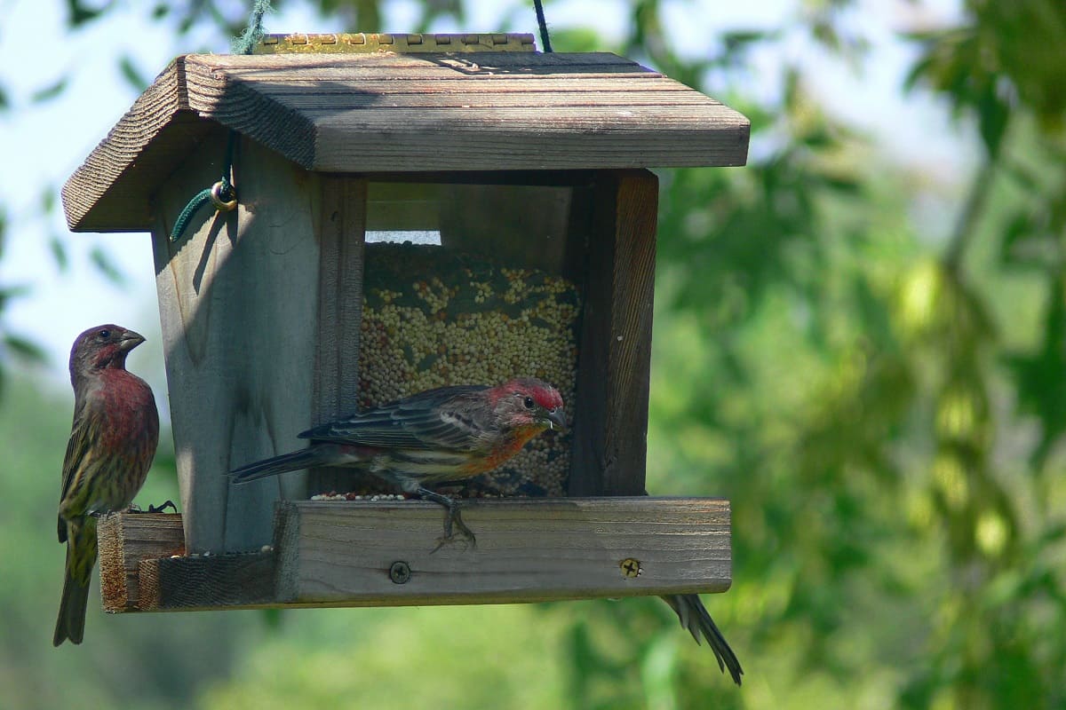 хлеб в доме