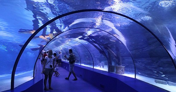 Наблюдение за рыбами побеждает стресс! Ученые поразились результатам исследования…