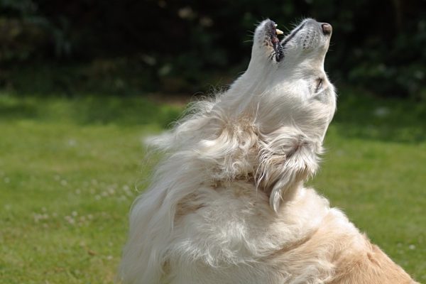 Golden retriever dog head back howling