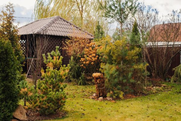 late autumn garden view with wooden shed and conifers. November in country.