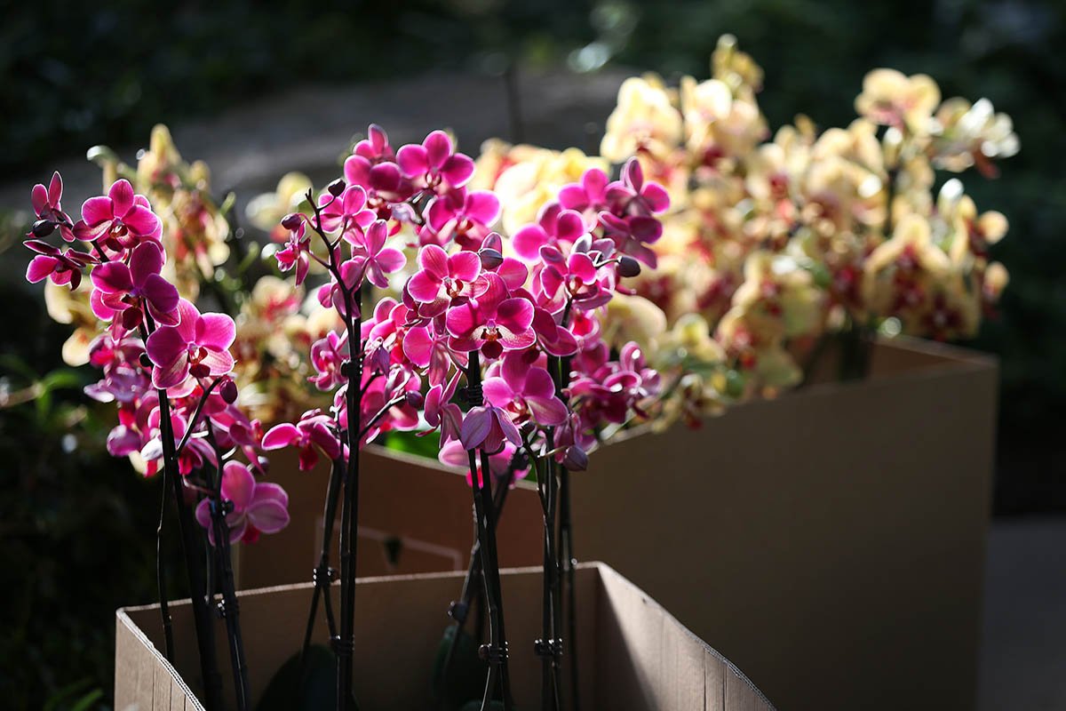 Отчего предательски желтеет орхидея орхидея, цветком, растение, может, листья, желтеет, поможет, цветок, время, уходе, орхидею, Например, всего, помощи, радовать, отмирание, существует, Кроме, свойства, цветка