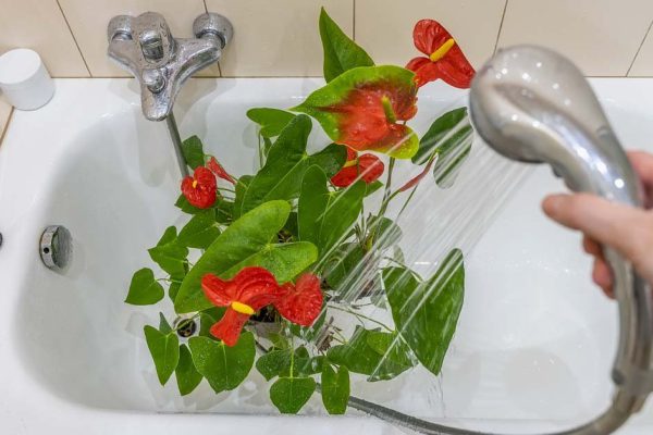 Тропический красавец спатифиллум просто обожает принимать теплый душ, сразу перестает желтеть