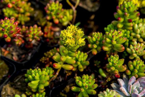 Какие растения не следует сажать в цветнике