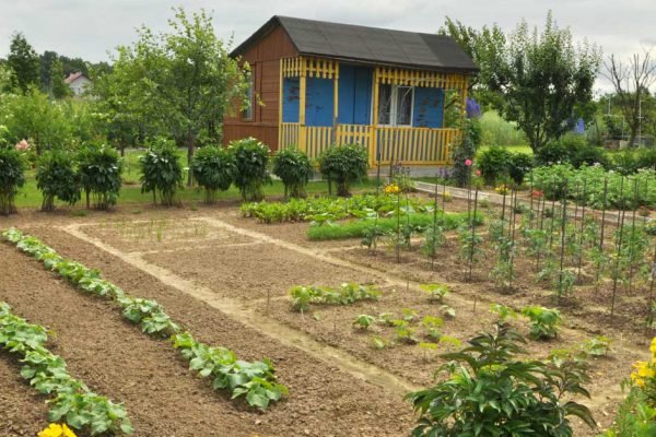 Невестка заявила, что не будет приезжать и помогать в огороде, если я не перепишу на них половину своего дома, вот это наглость