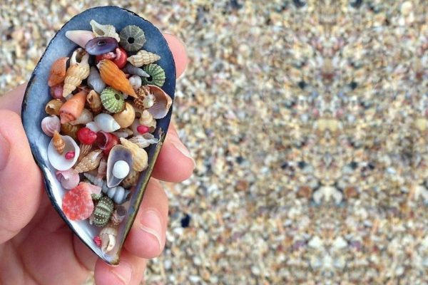 Для тех, кто привозит с моря торбу ракушек каждый год