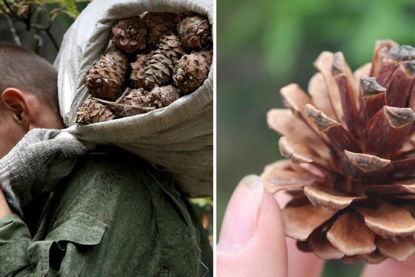 Зачем весь сезон собирать шишки