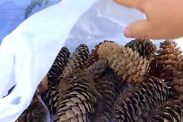 Зачем собирать шишки во дворе