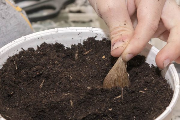 Труженица суетится в саду осенью, чтобы весной лилии, крокусы и тюльпаны безудержно расцвели
