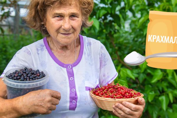 Соседский дед уже пятый год так подкармливает смородину, ягоды как крупные виноградины