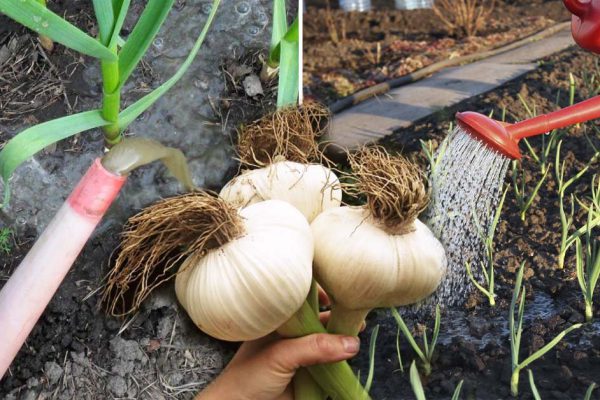 Чтобы головки были гигантскими, подкармливаю чеснок ранней весной