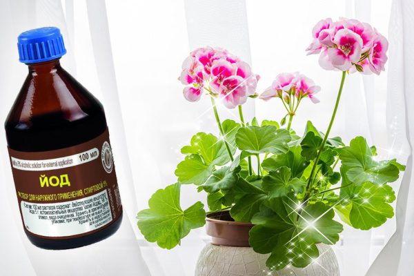 Какой йод поможет герани буйно и прекрасно зацвести