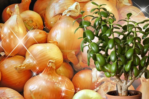 В ноябре идеальное время для поливки вазонов жижей из луковой шелухи, и вот почему