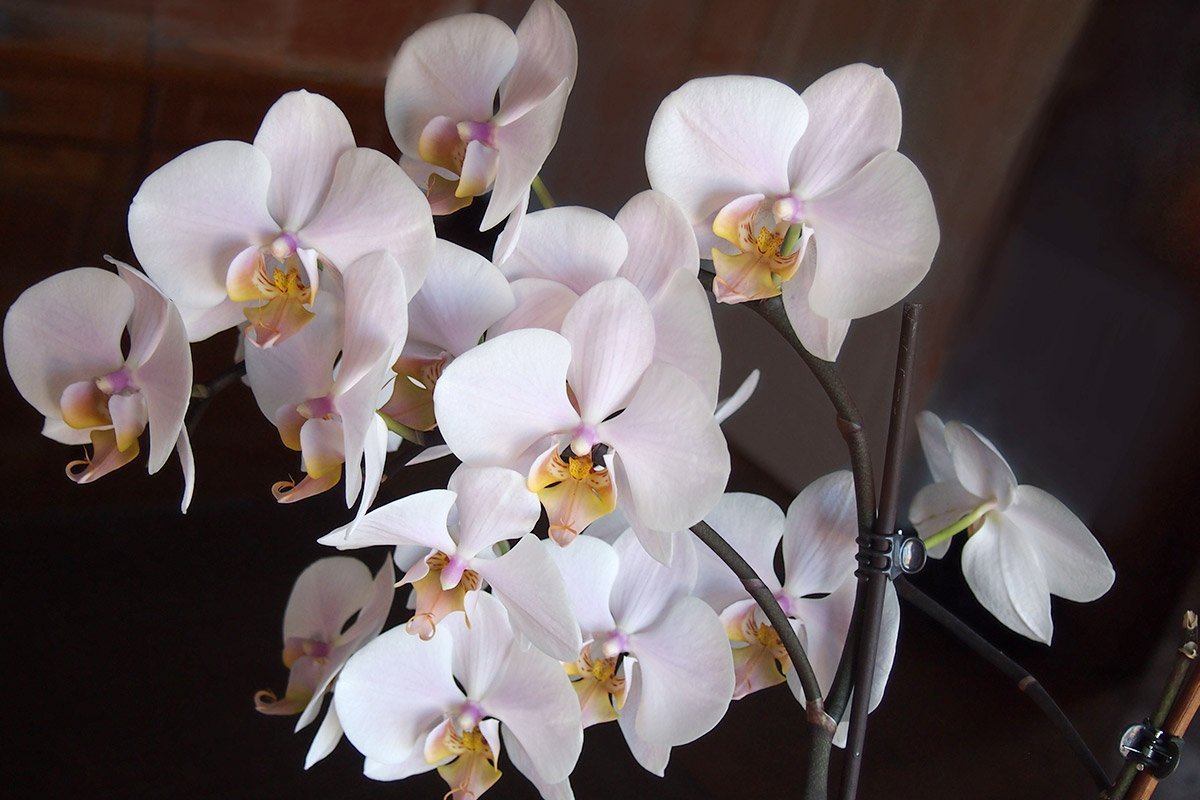 Пара капель молока заставит твою орхидею пышно цвести весь год Советы,Молоко,Орхидеи,Подкормка,Растения,Удобрения