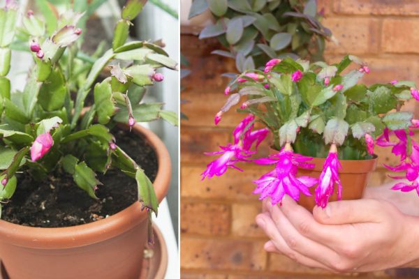 Подкормка от продавщицы на рынке, возле которой цветущий декабрист в любое время года