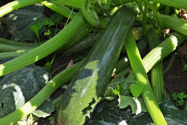 В августе подкармливаю кабачки в обязательном порядке, радуют урожаем до самых холодов