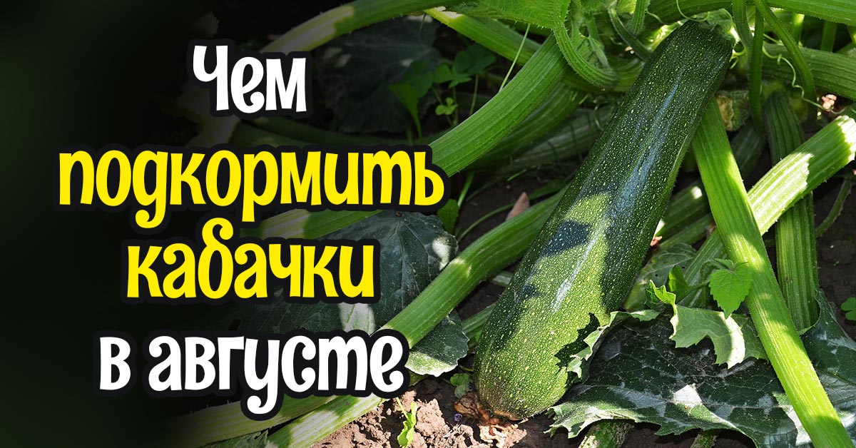 Как часто поливать кабачки в открытом грунте. Подкормка кабачков. Чем в августе подкормить кабачки. Как подкармливать кабачки?. Чем подкормить кабачки в открытом грунте для роста и плодоношения.