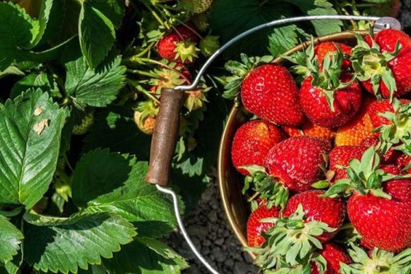 Чем подкормить клубничные кусты после сбора урожая