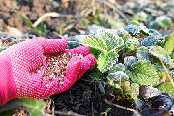 В сентябре в обязательном порядке посыпаю клубнику простой смесью, летом ягод будет море